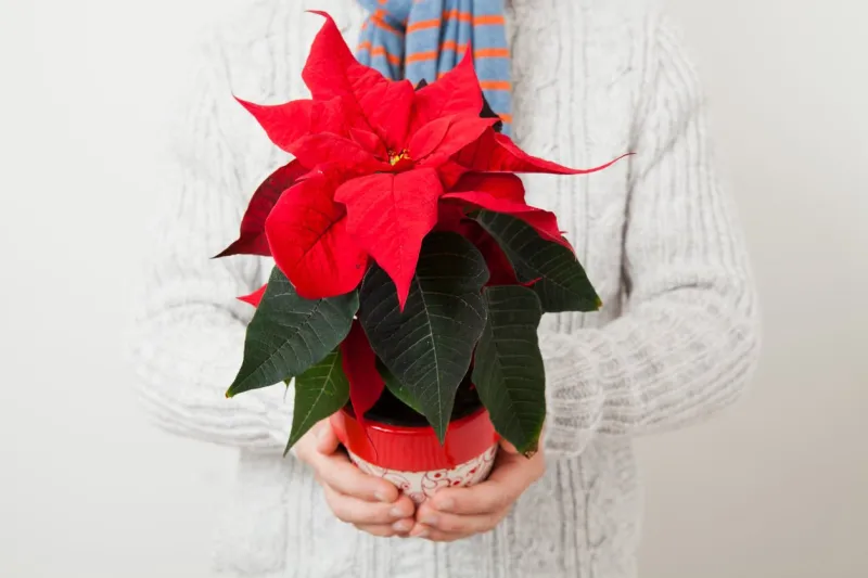 christmas star poinsettia held in hands my male person wearing scalf