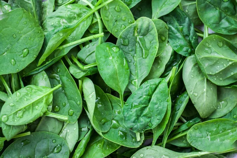 baby spinach - versatile and nutritious vegetables super green