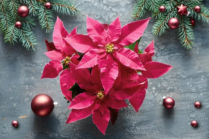 vibrant pink poinsettia, christmas celebration, flat lay on dark liquid acrylic fluid paint background decorated with natural fir twigs and dark red glass trinkets