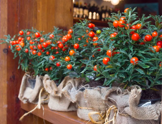 string decorative pots with ornamental coral nightshade (solanum pseudocapsicum) on the wooden window-sill