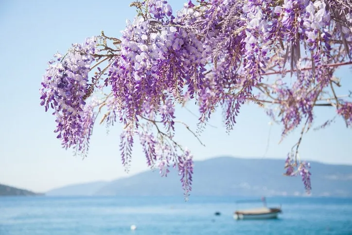 beautiful wisteria flowers are blooming in spring on blurred background of blue sea, mountains, boat