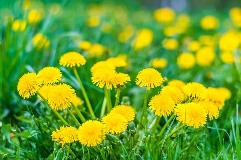 nice field with fresh yellow dandelions and green grass small depth of field beautiful spring day