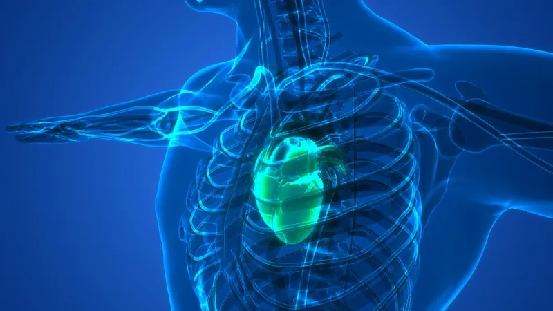 human circulatory system heart anatomy