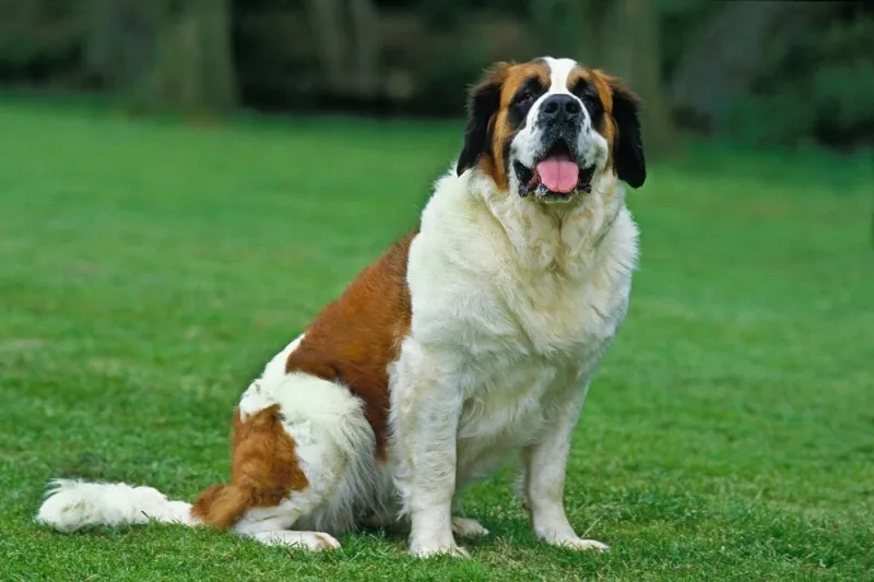 saint bernard, rescue dog