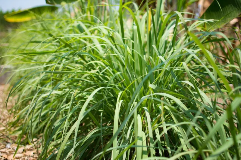 lemongrass or lapine or lemon grass or west indian or cymbopogon citratus were planted on the ground it is a shrub, its leaves are long and slender green it is an herb which was made into food and medicine
