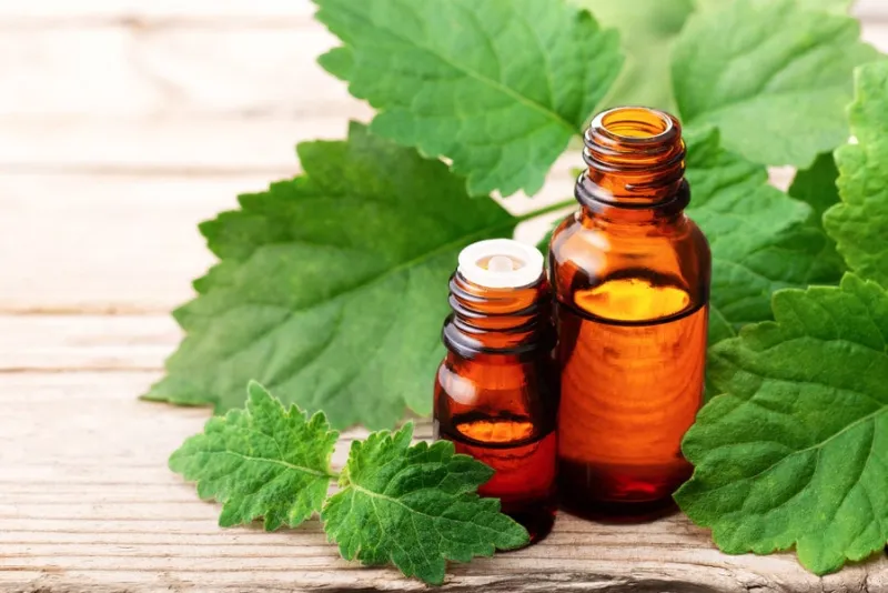 patchouli essential oil and fresh patchouli leaves on the wooden board