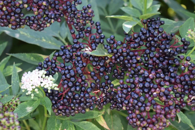 one branch still having white flowers while the berries are already ripe
