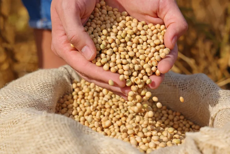 freshly harvested soybean, close up hands of successful young farmer shows soybeans in jute sack and ripe soybeans in pods in a field