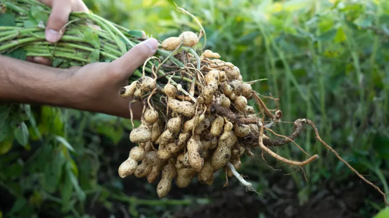 a farmer holding freshly harvested peanuts with roots in a field the background features green peanut plants under a sunset, showcasing agricultural activity