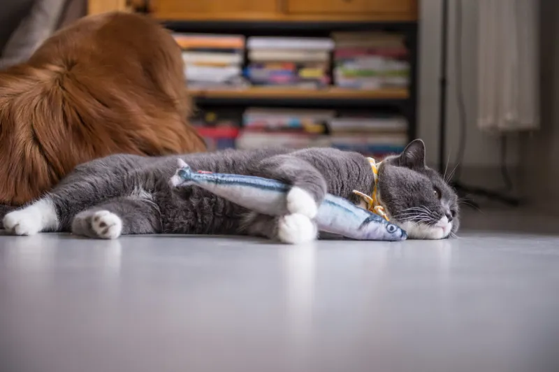 british cat and toy fish