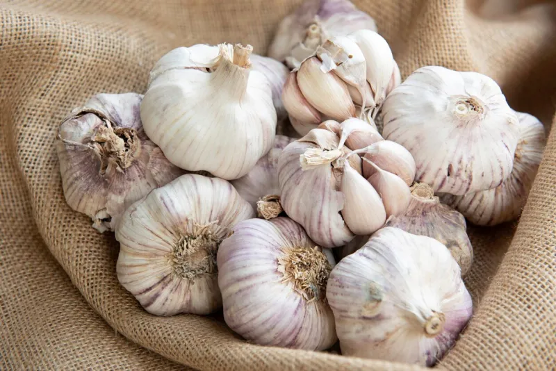 group of raw organic garlic bulbs in a bowl on sackcloth allium sativum useful as a background for cooking blogs healthy cooking ingredient from organic agriculturegroup of raw organic garlic bulbs in a bowl on sackcloth allium sativum useful as a b