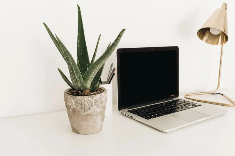 laptop with blank copy space screen on white table with golden lamp and home plant aloe vera minimalist home office workspace mockup template