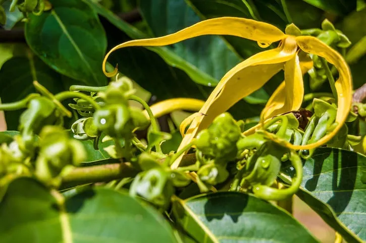 fleurs d'ilang ilang poussant à combani, mayotte (comoros) fleurs d'ylang ylang et leur feuillage, un combani, mayotte