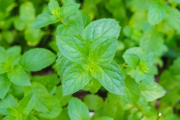 menthe verte