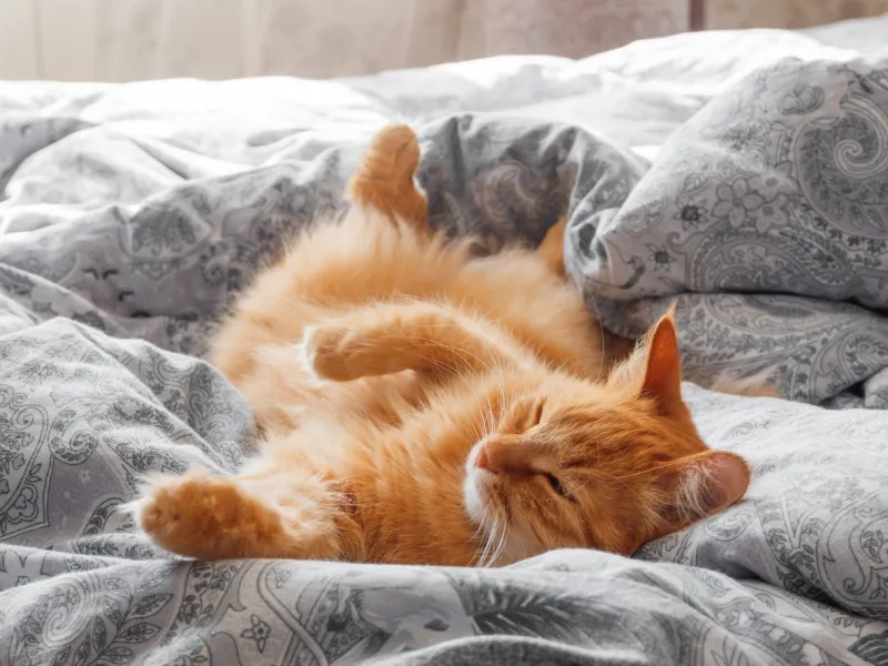 cute ginger cat lying in bed morning bedtime in cozy home fluffy pet dozing on blanket