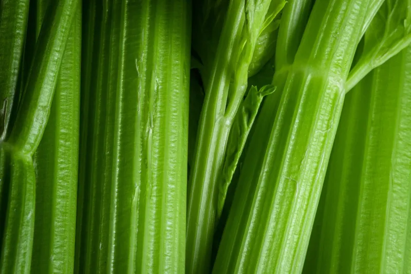 macro photo of fresh and delicious celery