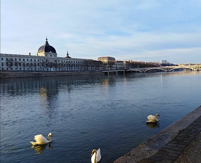 bridge over the rhône river against buildings