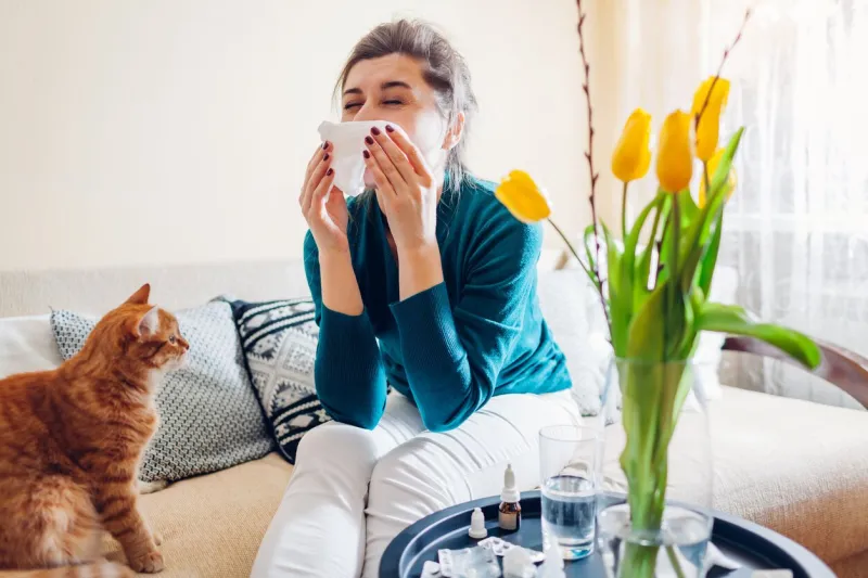 spring allergy woman sneezing because of tulips flowers surrounded with pills and nasal drops sitting on sofa with cat at home seasonal allergy coronavirus isolation