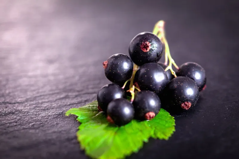 black currant on green leaf