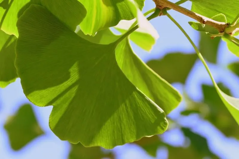 feuilles de ginkgo