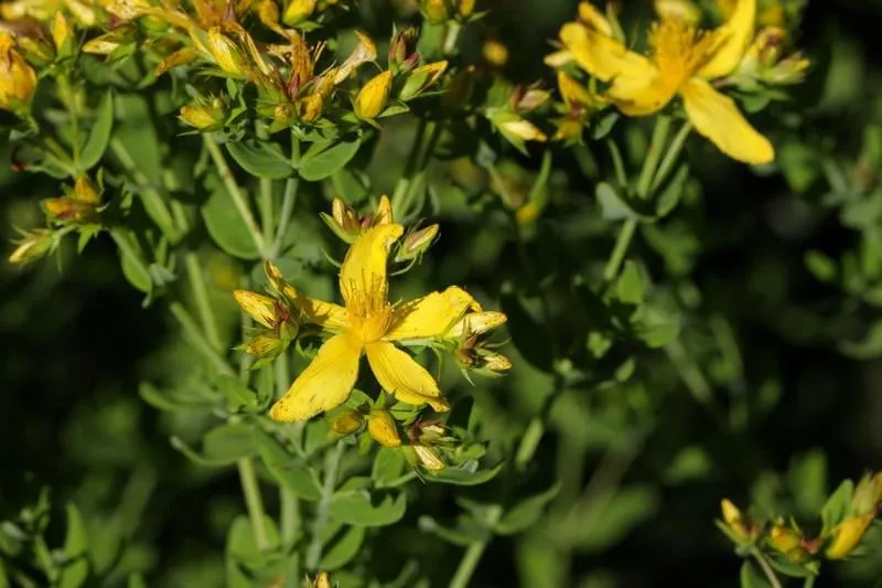 millepertuis erfor (hypericum perforatum)