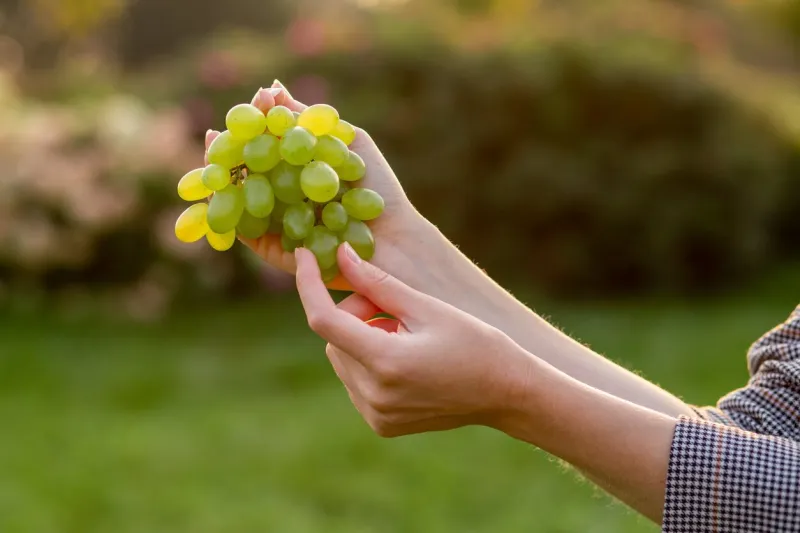 girl holding green grape on nature background, food concept, web banner