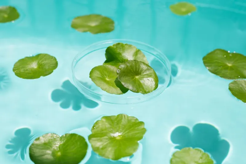 centella asiatica in blue water