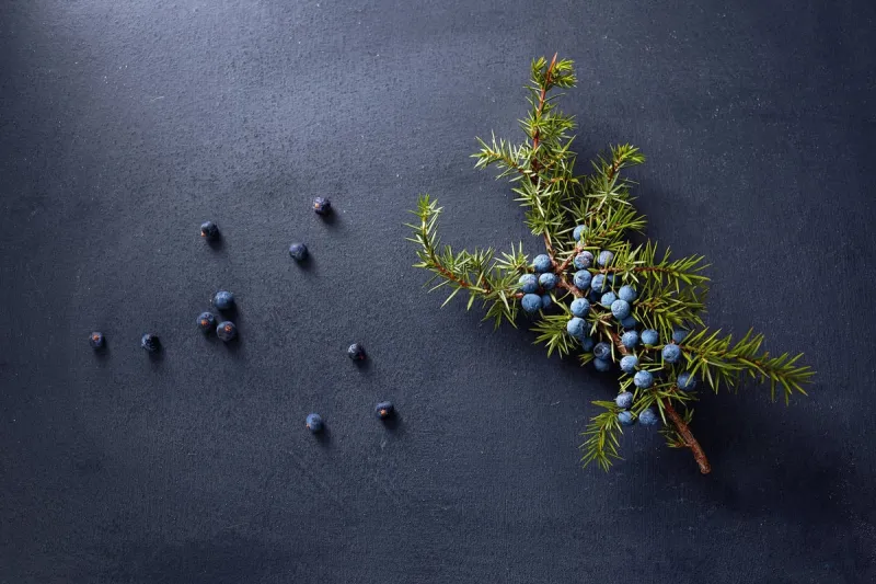 juniper branch with fresh berries
