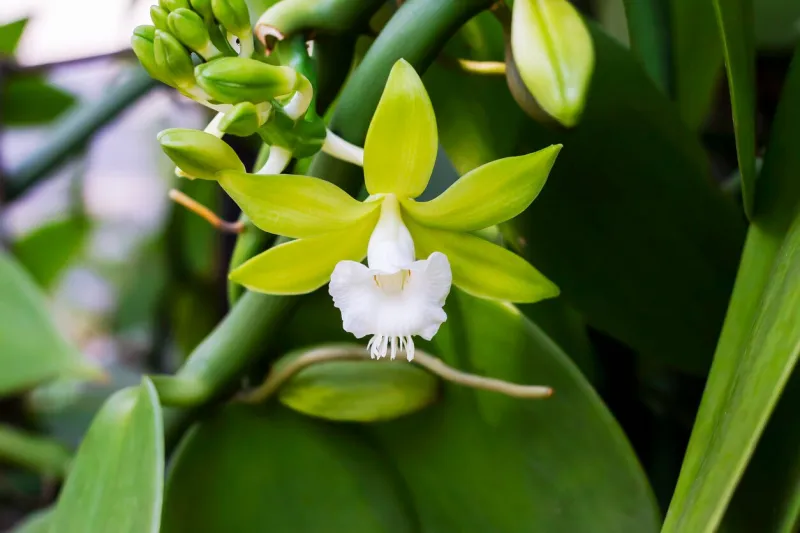 vanilla flower on tree