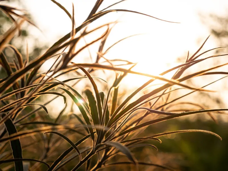the benjoin leaves growing behind the sun light