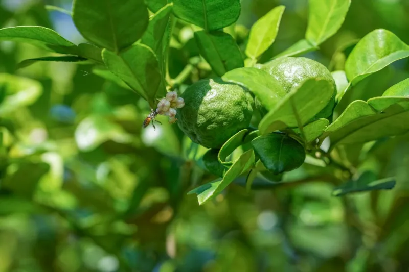 bergamot and kaffir lime flowers on the bergamot tree, bergamot medicinal plants with many benefits