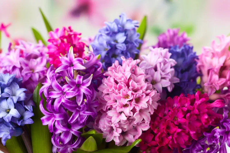 group of beautiful multicolored hyacinths