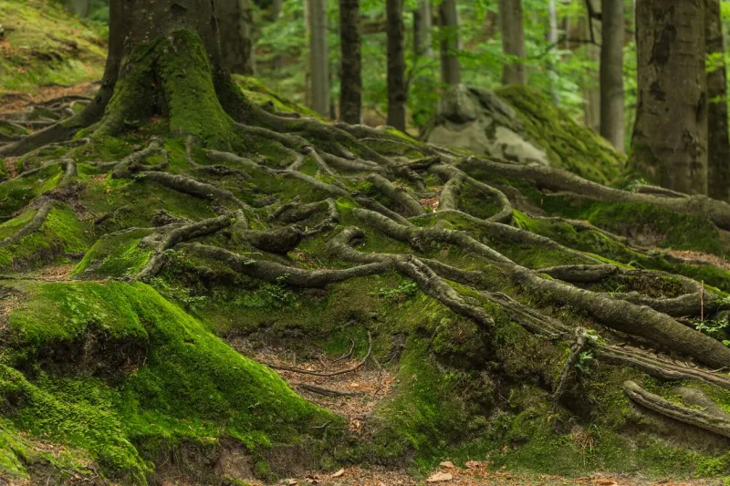 photographed on a sunny day in the spring in the ukrainian carpathians beautiful intertwining roots of trees covered with moss and greens in the forest between the rocks
