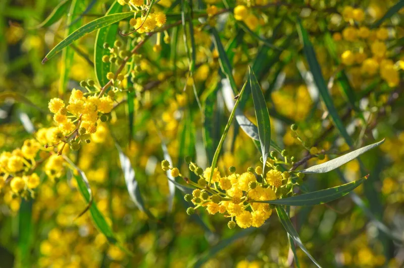beautiful bright yellow hairy mimosa flowers close-up blooming mimosa tree in early spring waves on wind sunny spring day