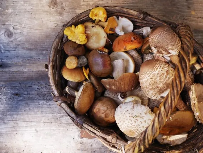 variété de champignons forestiers sauvages non cuites dans un panier sur une vue de dessus de vieux panneau en bois