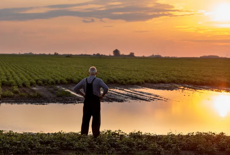 senior farmer in overalls standing beside flood area on field natural disasters in agriculture