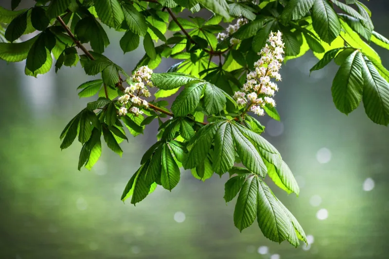 blossoming chestnut tree in spring detail beautiful green twig or leaves and flowers with blur bokeh background