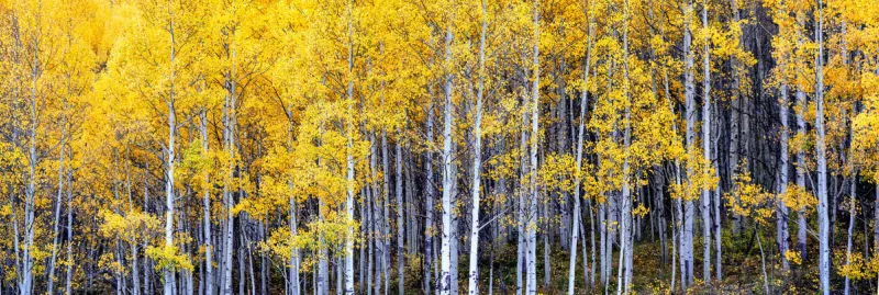 autumn aspen scenery on the million dollar highway - colorado ro