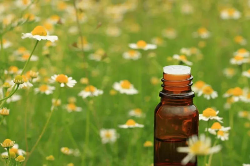 huile essentielle de bouteille de verre, fond de camomille apothicaire (mise au point sur la bouteille de premier plan, champ de fleurs dans le flou naturel)