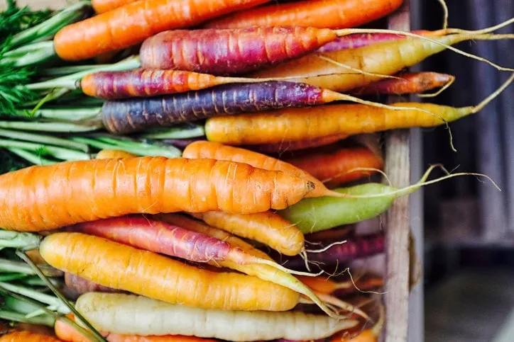 fresh picked rainbow carrots including different coloured carrots colourful carrot varieties that are fashionable now