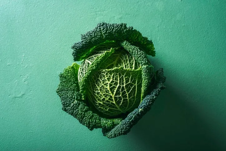 single cabbage on aqua menthe table above view of green savoy cabbage in sunlight organic food detox diet vegetables freshly harvested cabbage