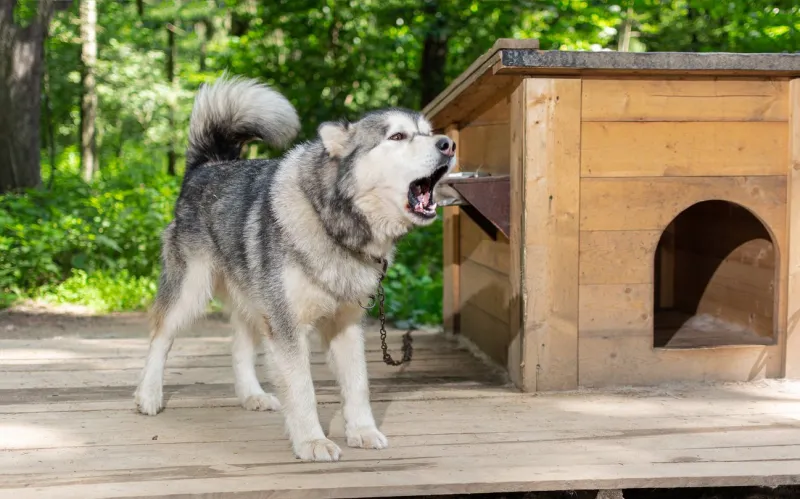 fluffy dog alaskan malamute barks and guards its doghouse sunny summer day