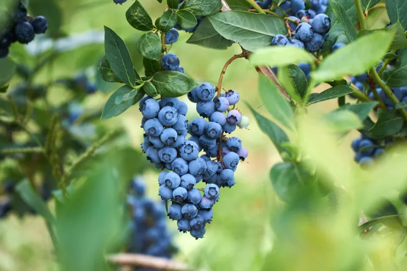 fresh organic blueberrys on the bush vivid colors