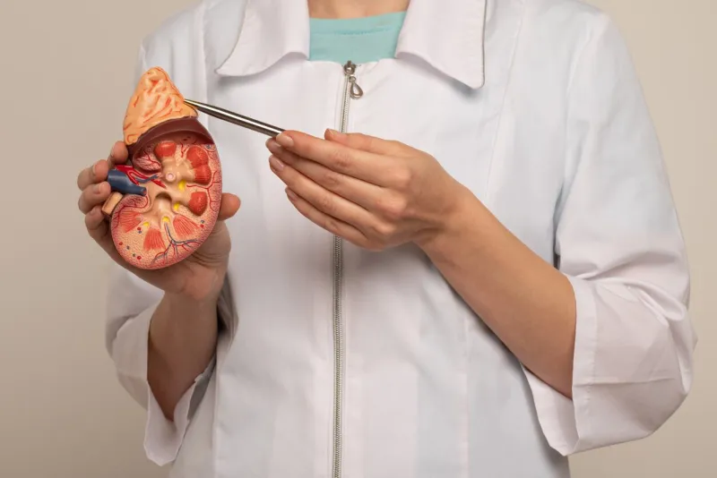 doctor nephrologist pointing on anatomical kidney model in hand