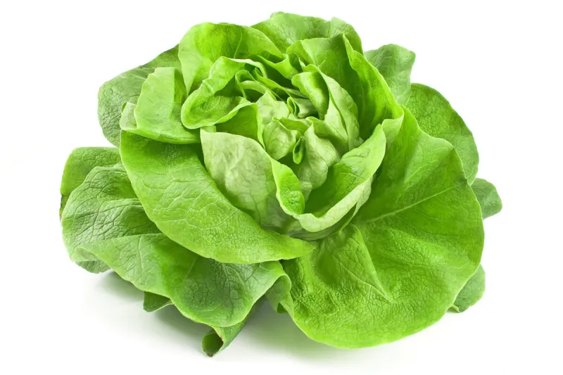 fresh lettuce isolated on white