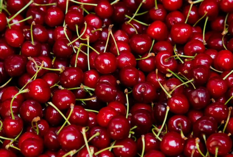 background from fresh red cherries with a twig, close up lot of ripe berries lying on the table with selective focus
