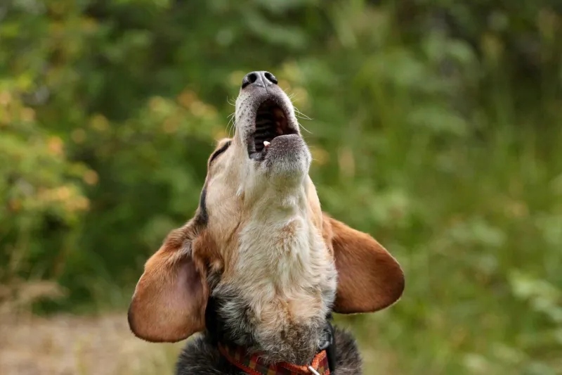 a photograph of a beagle howling