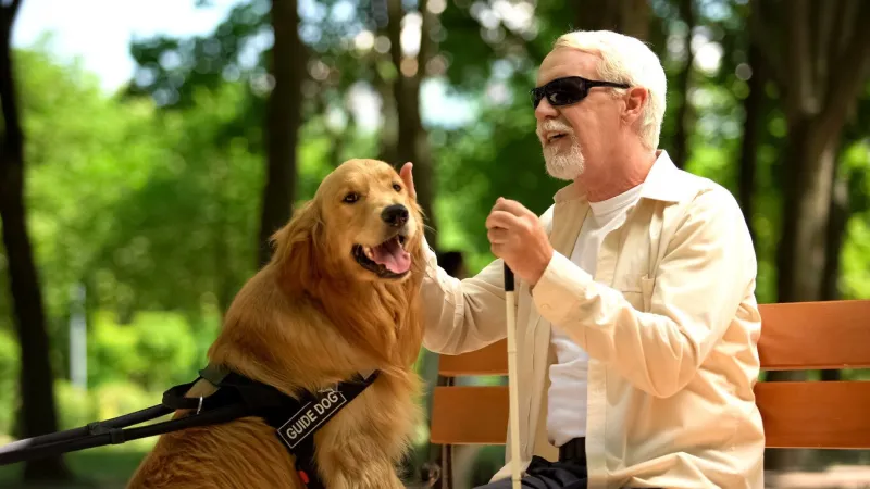 elderly blind man stroking guide dog, sitting on bench, caring favorite pet