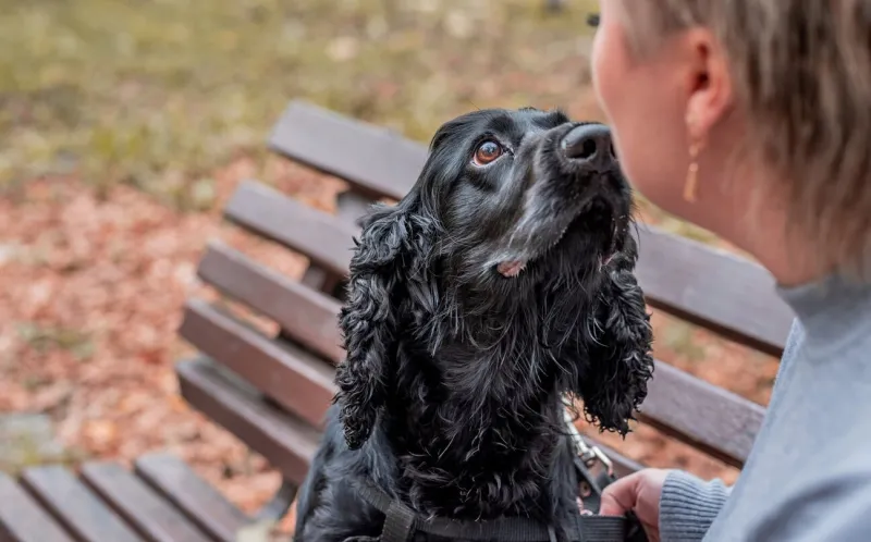 pet care concept black cocker spaniel sitting on the bench outdoors in the park with the owner
