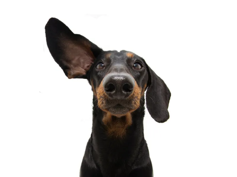 attentive and listening dachshund dog with one ear up isolated on white background
